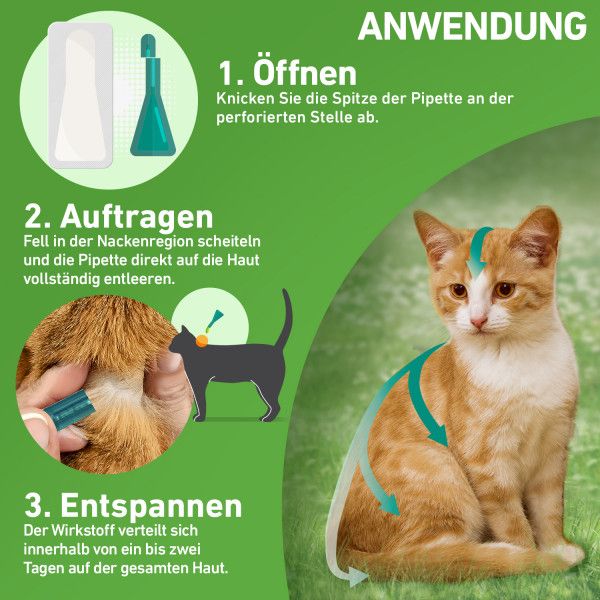 bodyguardapotheke FRONTLINE COMBO gegen Zecken Flöhe (Flöhe Eier Larven Puppen) für Katzen Zeitlich begrenztes Angebot