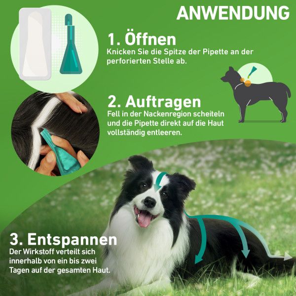 bodyguardapotheke FRONTLINE COMBO gegen Zecken Flöhe (Flöhe Eier Larven Puppen) für Hunde XL Letzte 2 Tage